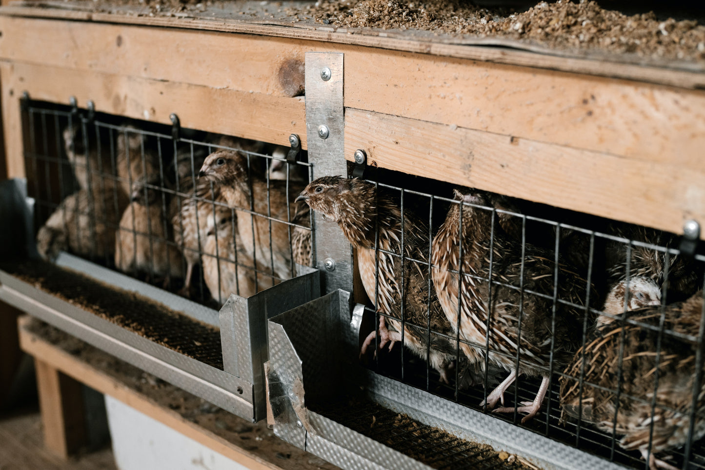 Ethical Quail Farming: Promoting Comfort and Sustainability