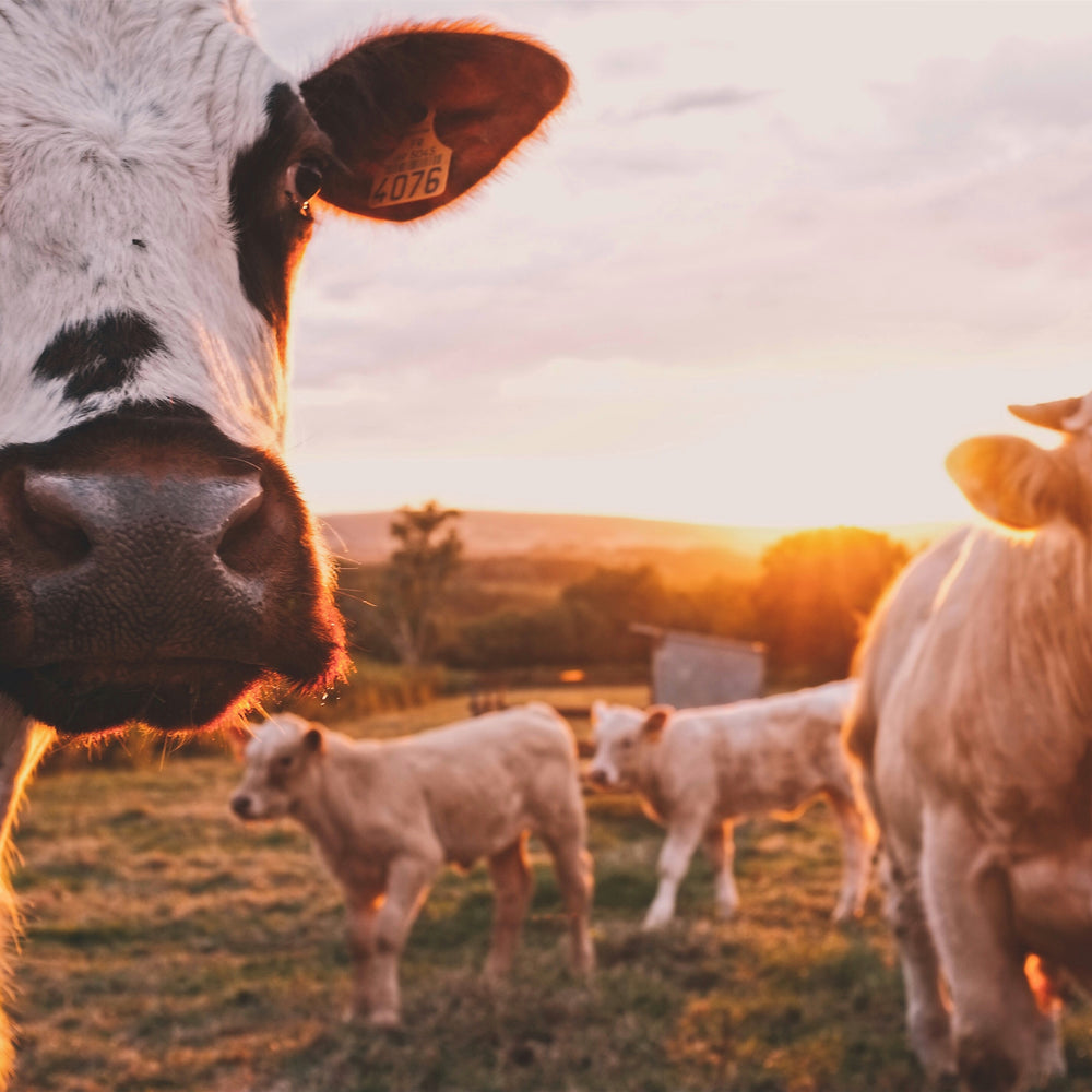 Grass Fed Beef vs Grass Finished Beef