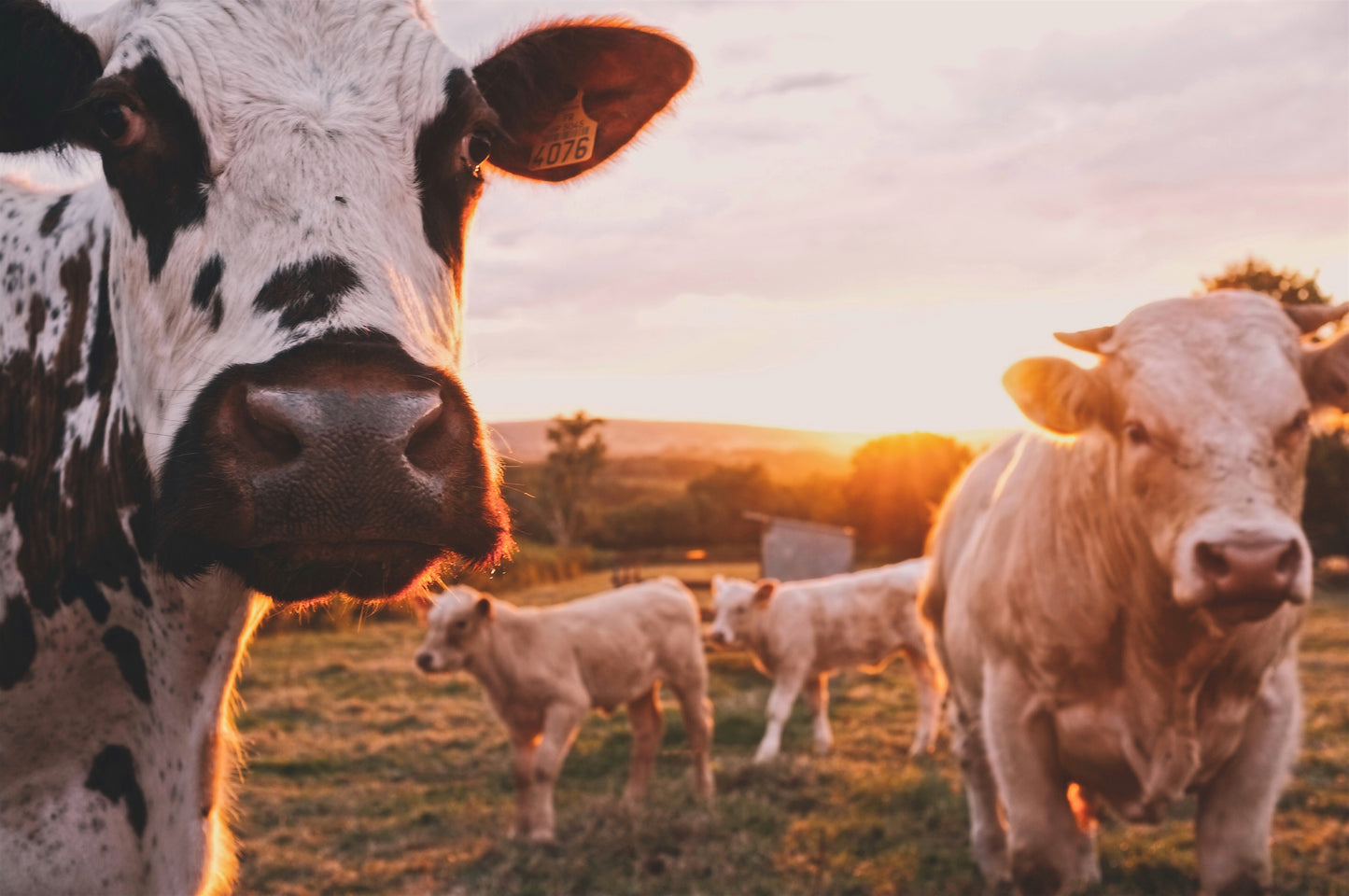 Grass Fed Beef vs Grass Finished Beef