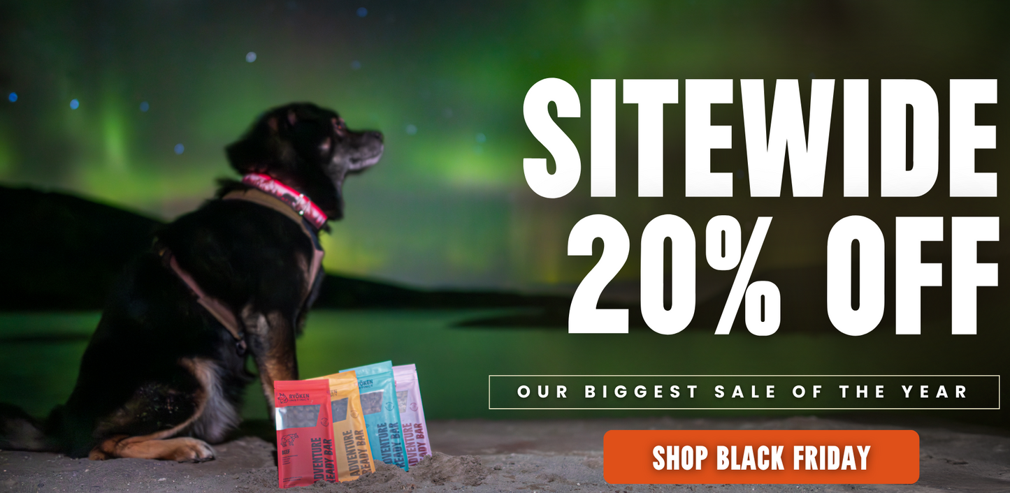 Dog sitting on a rock with a Northern Lights background, promoting a Black Friday sale with text overlay.