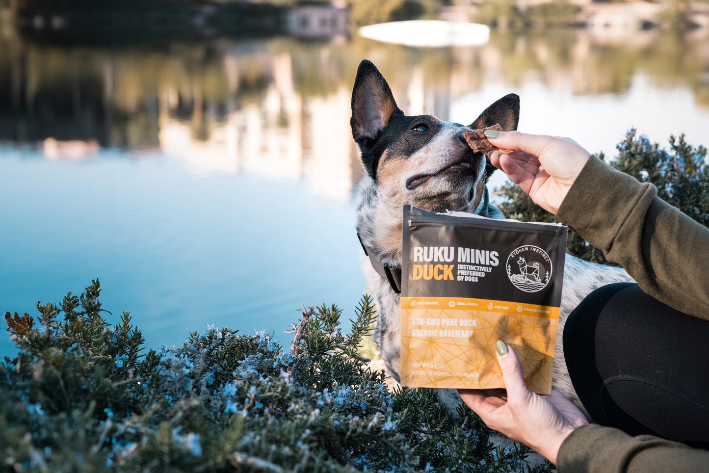 Wild instincts sale dog food