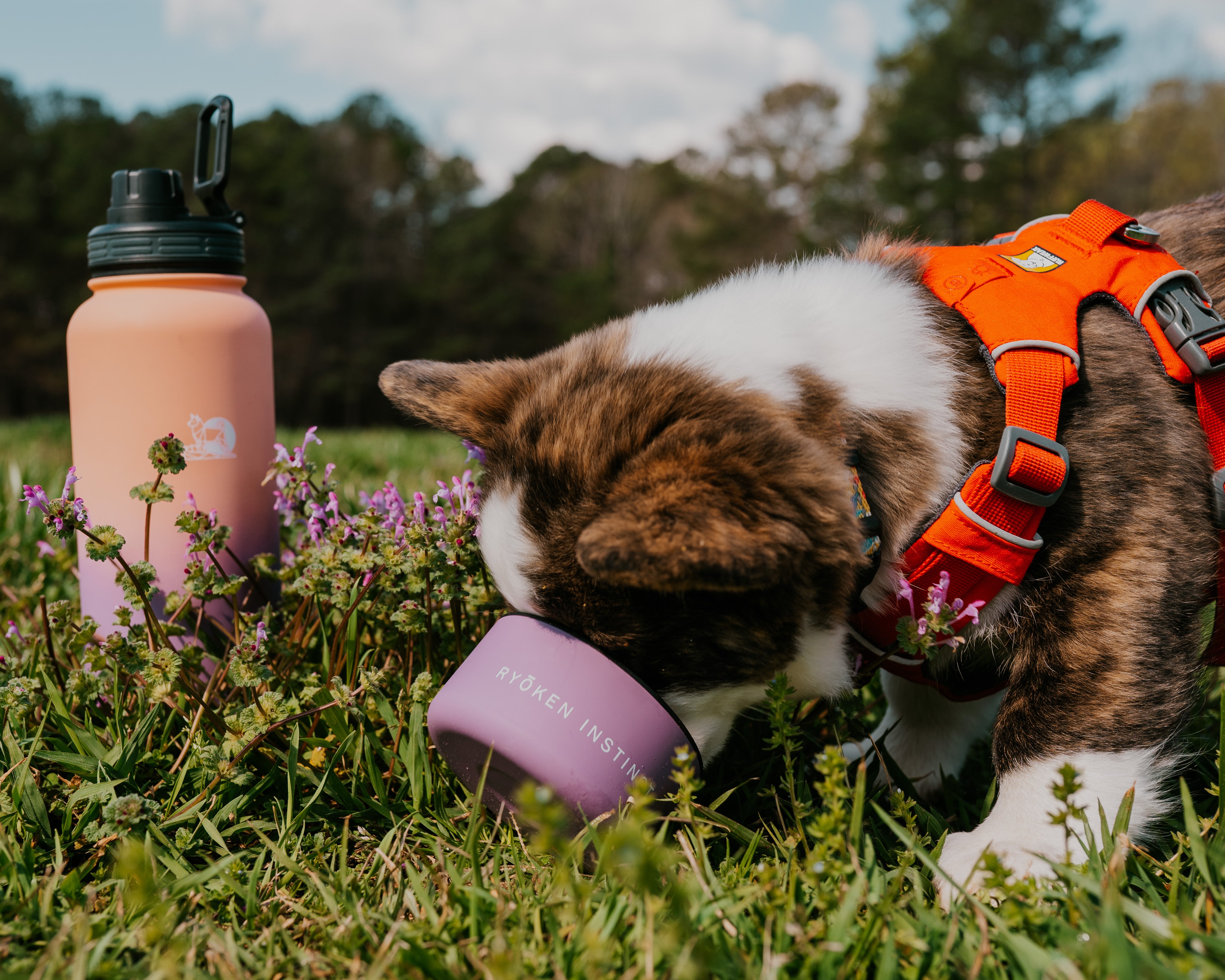 Ryoken 40oz Stainless Steel Dog Water Bottle Orange Lavendar